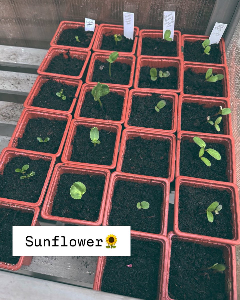 GrantSRivers's tweet image. Looking forward to these blooming later this year!🌻
#Sunflower