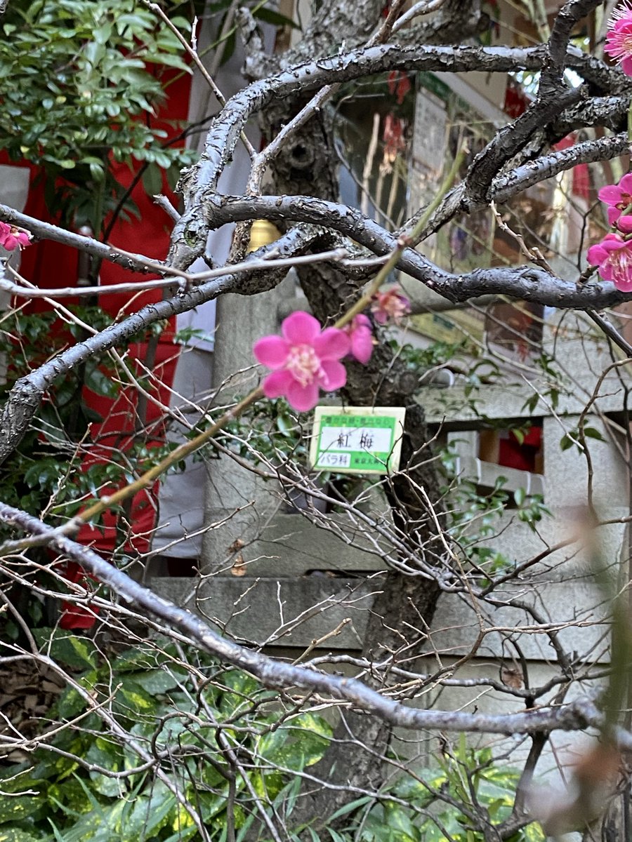 glinchan's tweet photo. ２月19日に撮影済みで「紅白」で縁起がいいと思ったけどupするのを忘れてた。今日見たら青々としてた。www https://t.co/5lHzmR9Mr3