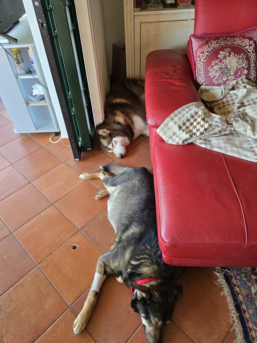 Fila canina dormente