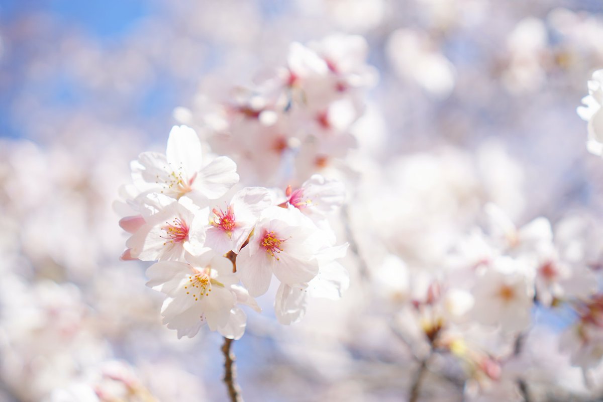 ジョージ参謀 tweet media