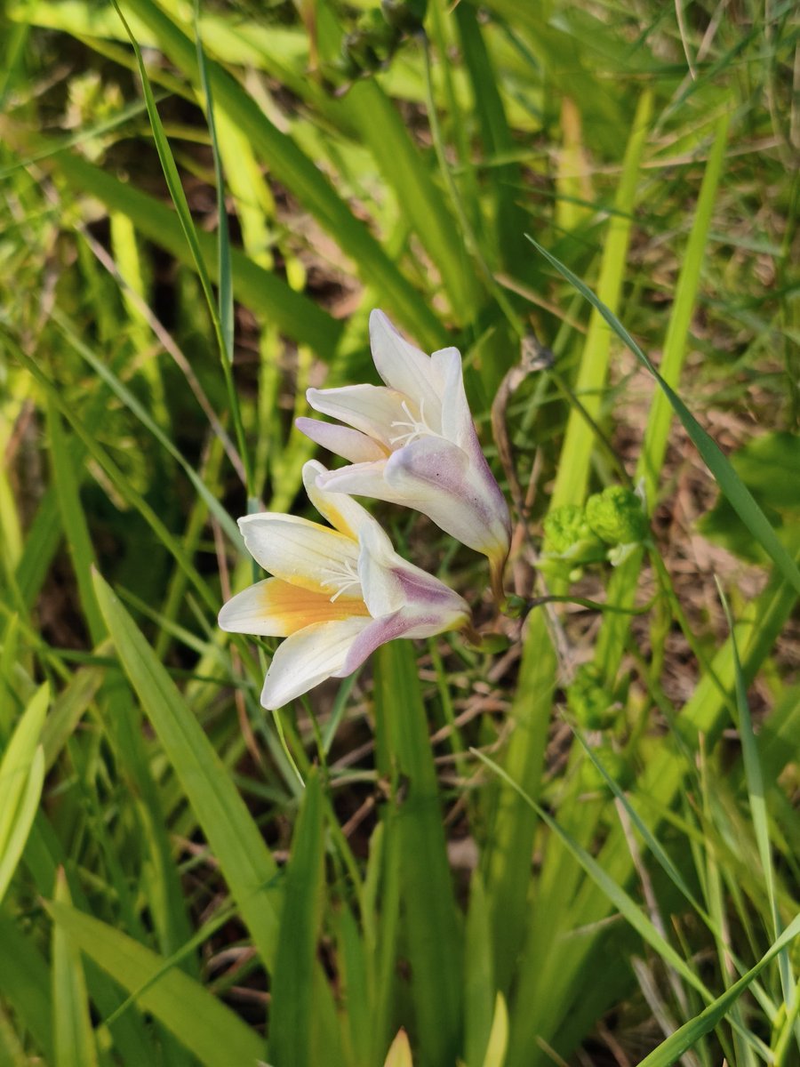 Chocotita 🩷 tweet media