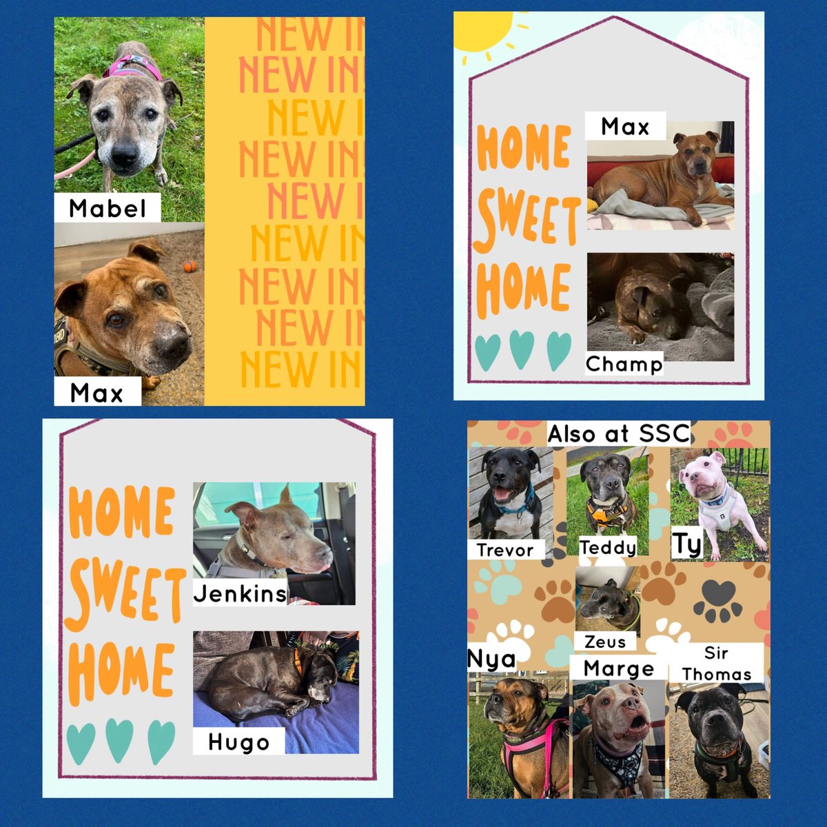 Senior Staffy Club Dog Rescue tweet media