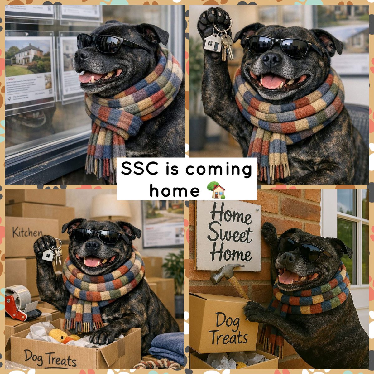 Senior Staffy Club Dog Rescue tweet media