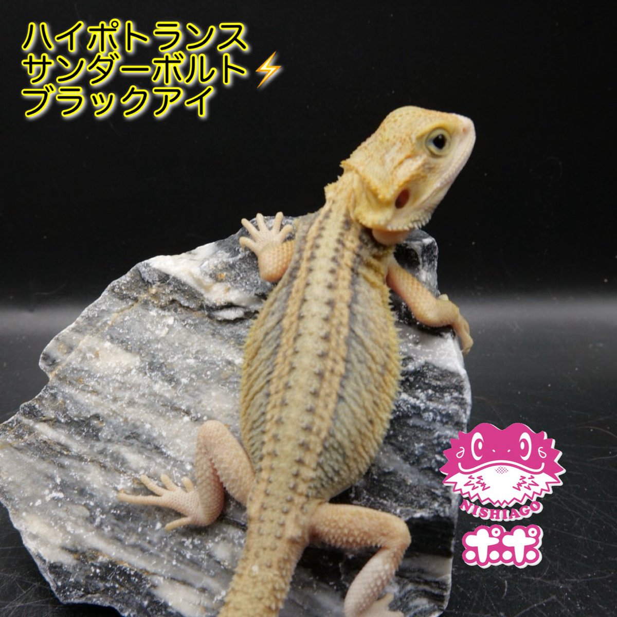 ポポのケージ (@poponocage) / Posts / X