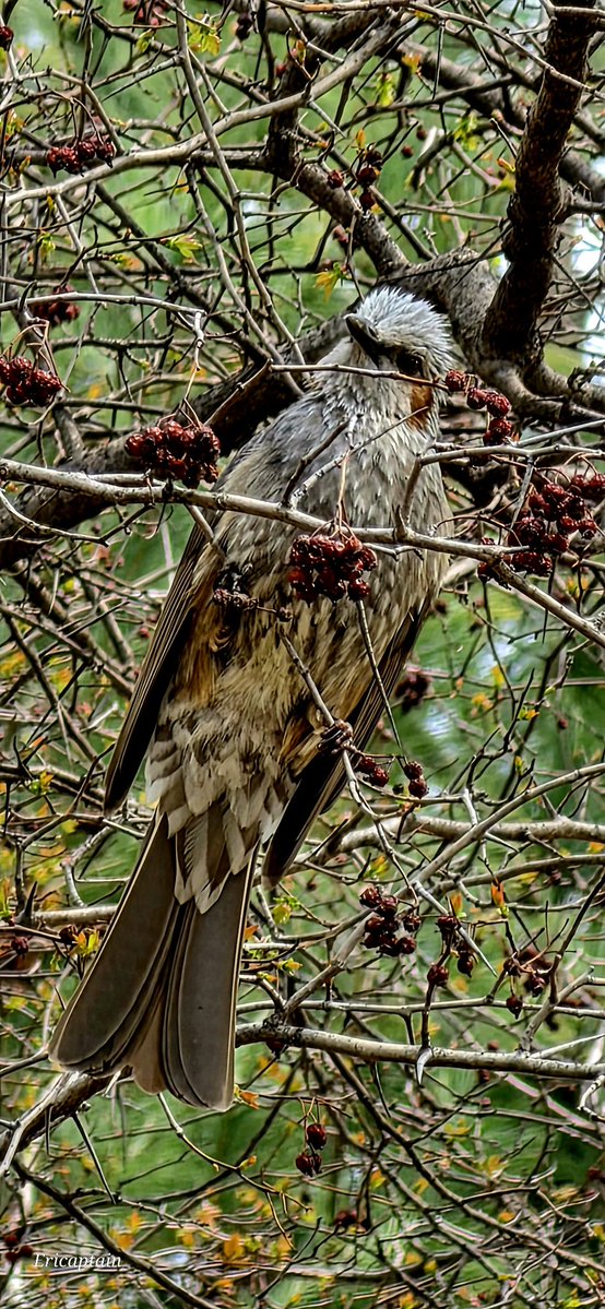 Ericaptain tweet media