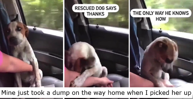ThePoke's tweet image. The affectionate gesture of this newly adopted dog is giving people feelings. #NationalHugYourDogDay #Recap 
thepoke.com/2023/09/21/aff…