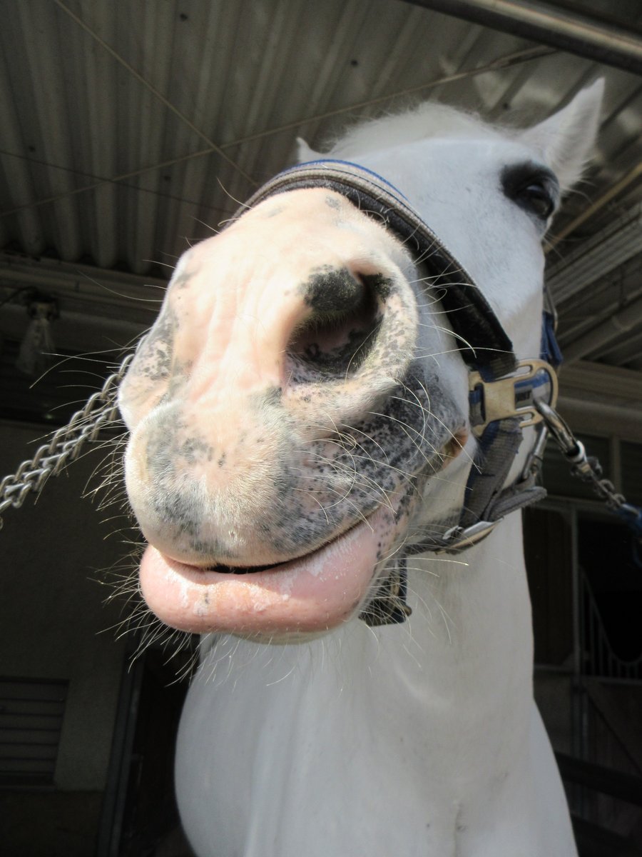 三木ホースランドパーク tweet media