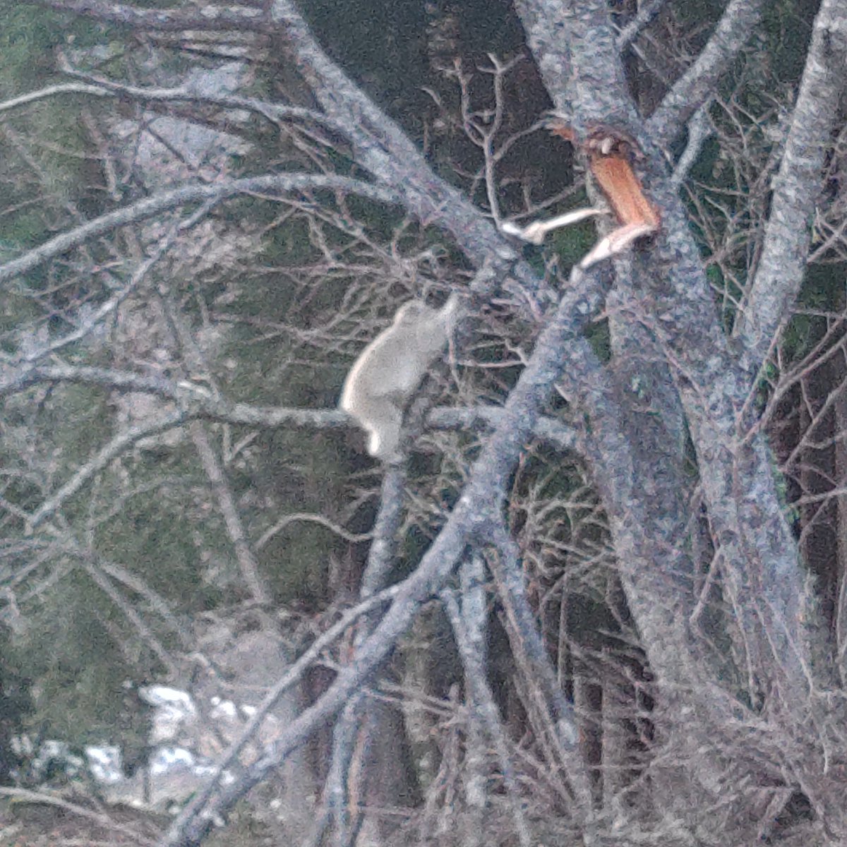 しる🔰🚀リカク・スイッチ（インベスコ・毎月分配型） tweet media