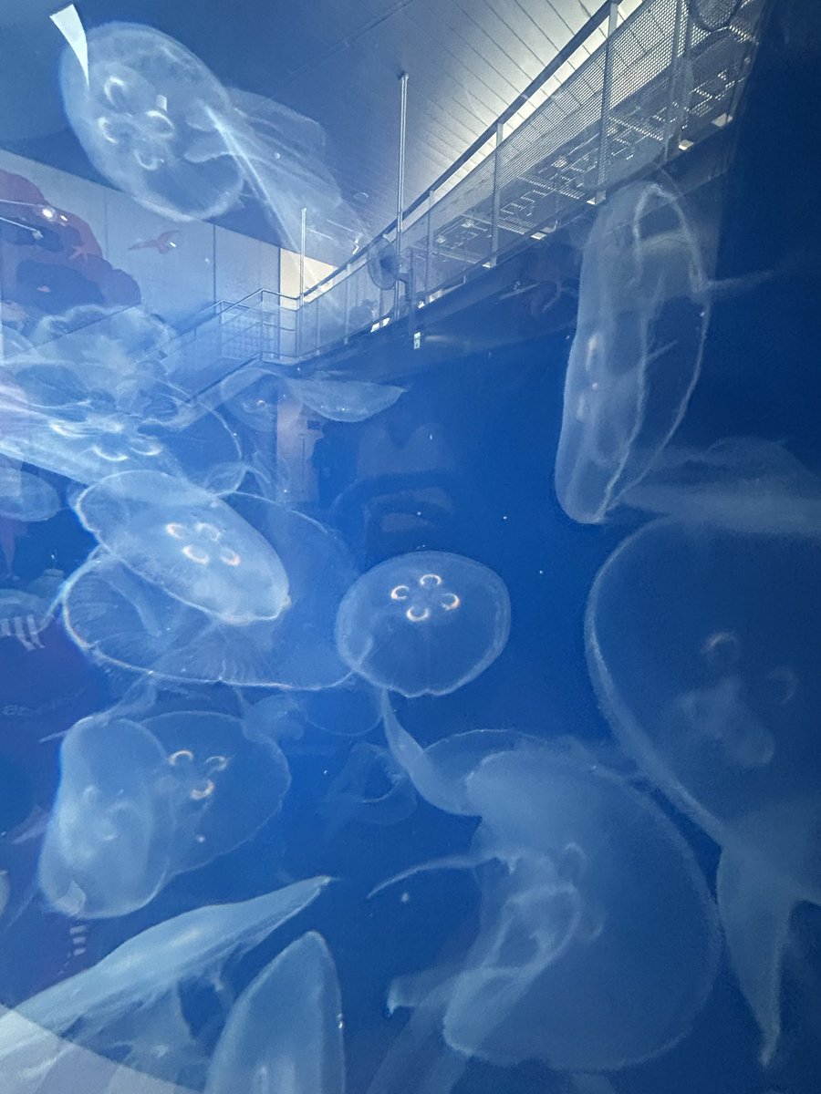 💍飴月えぬ💍 tweet media