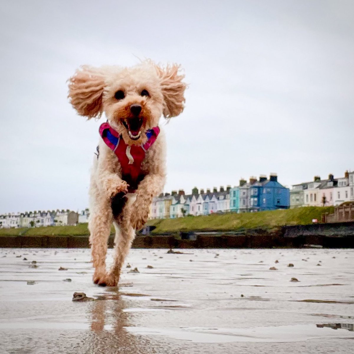 Bailey Cameron (Me is a girl) tweet media