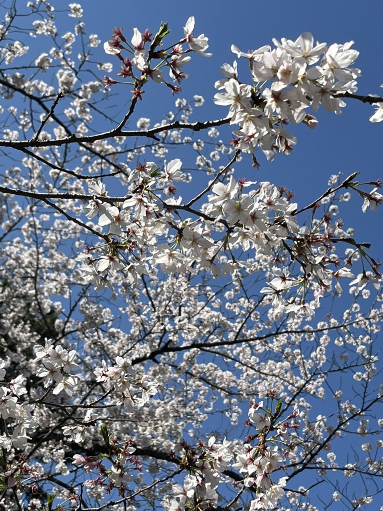 からすま tweet media