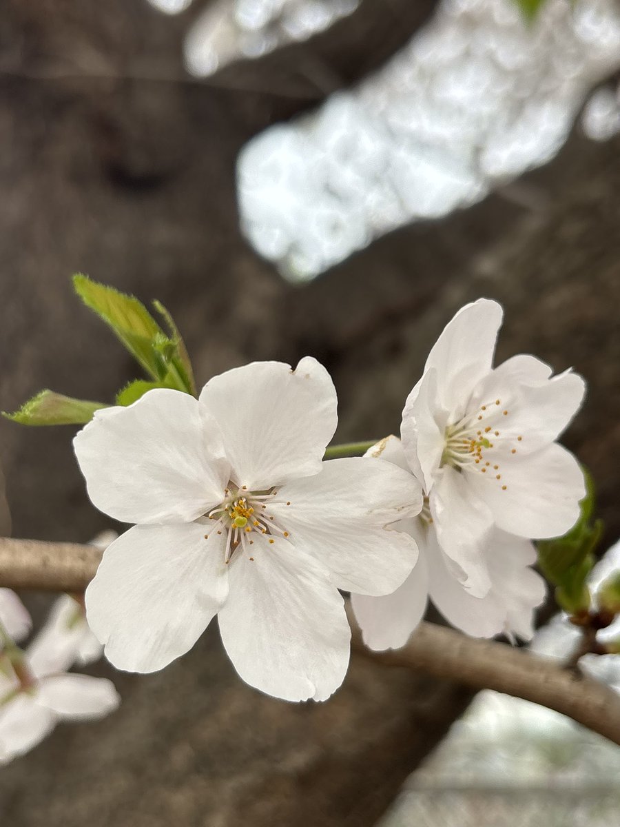 Ken3963842 tweet media