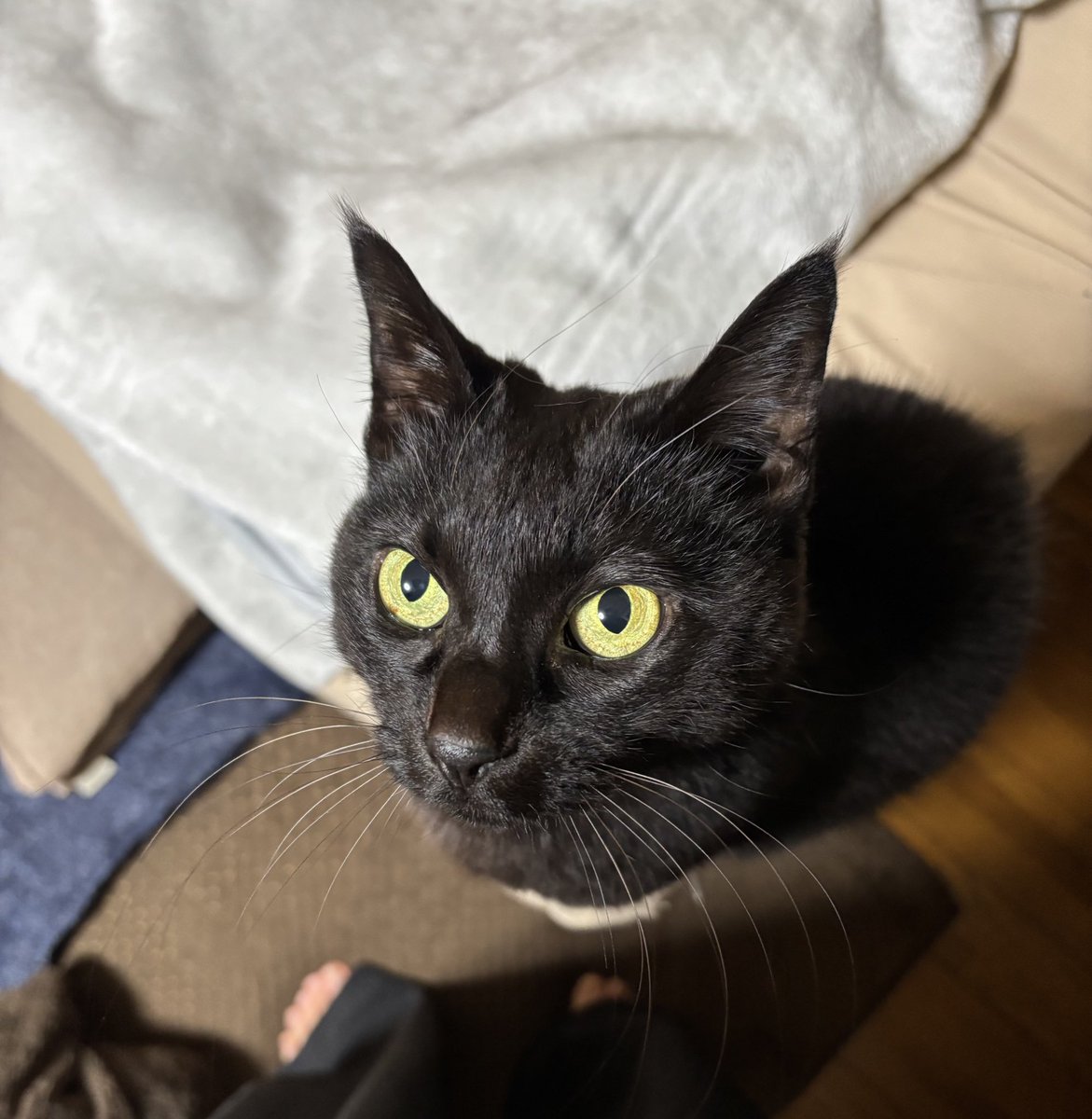 黒猫ベル🖤 tweet media