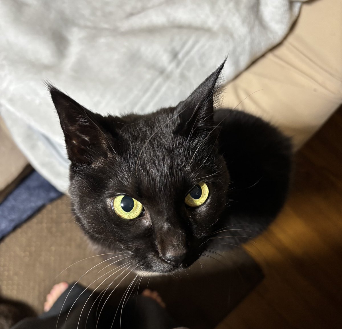 黒猫ベル🖤 tweet media