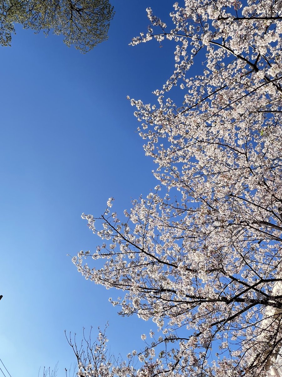 【レッスン室からの眺め】

毎年学校プールに
鴨のつがいが遊びにきます🏊

今年も仲良くやってきました🦆🦆