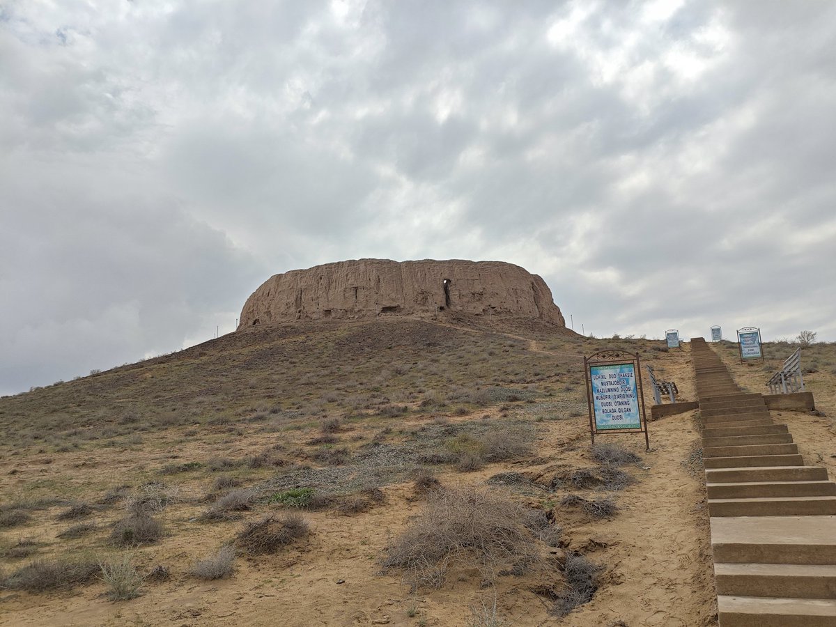 Vulpes ferrilata tweet media