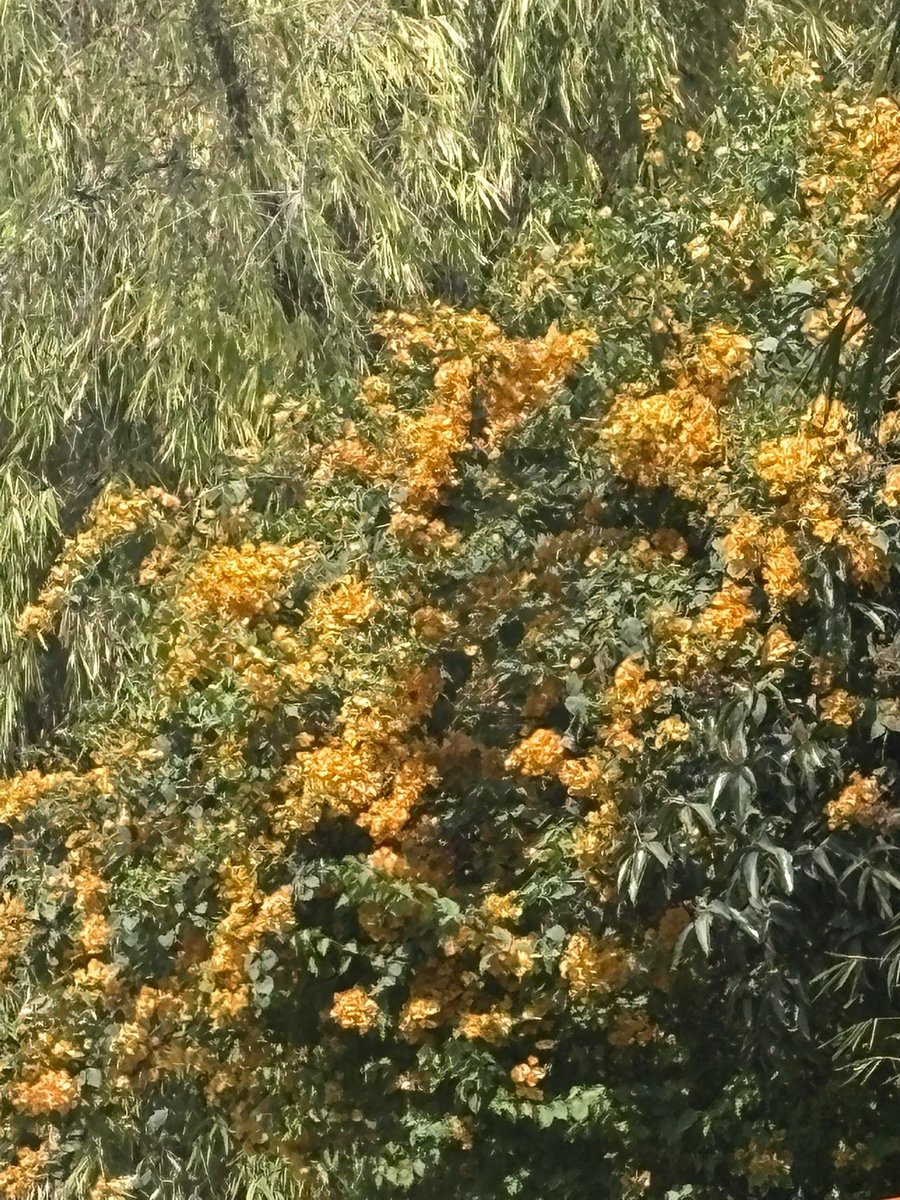 Parneet4294's tweet image. Gold n Green !!  #FridayFeels