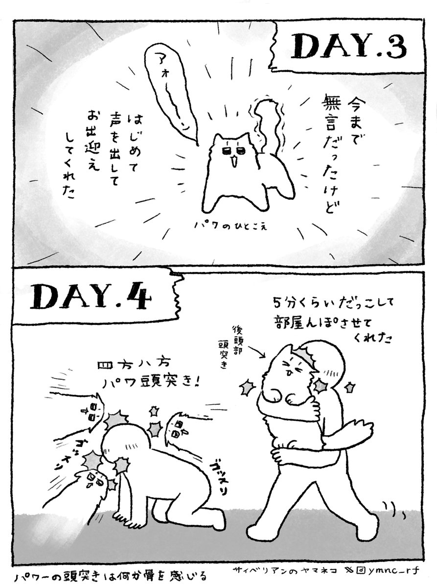 ヤマネコ tweet media