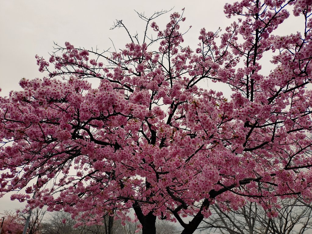 じゃら tweet media