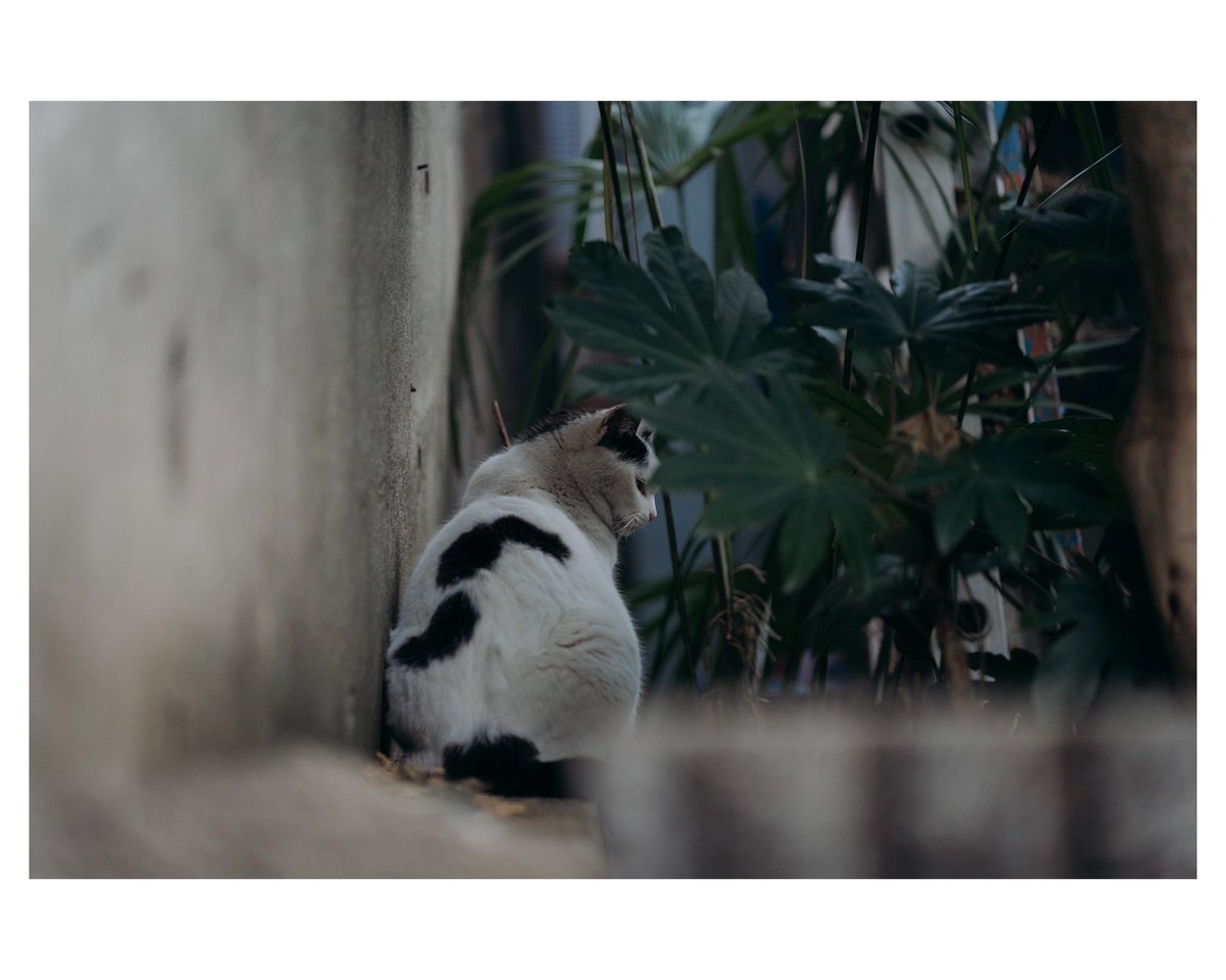 mash0270's tweet image. 日々を写す

#TAMRON 
#タムロンモニターキャンペーン 
#A078