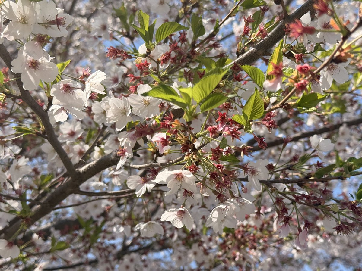 桐たんす tweet media