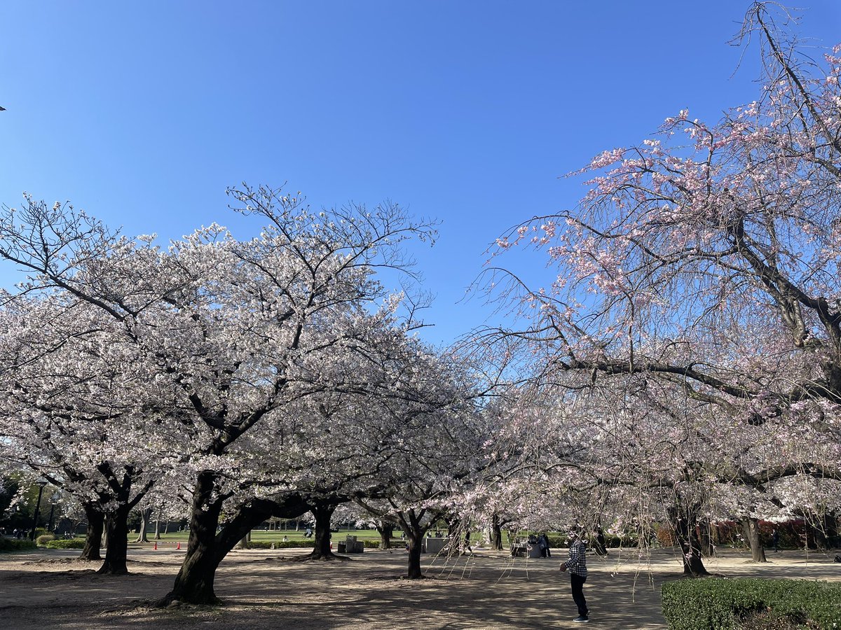 Movingrock6V's tweet photo. 暑くも寒くもなくよく晴れていて桜が咲いている🌸

今日はなかなか良い日だ https://t.co/pY15vusf2D