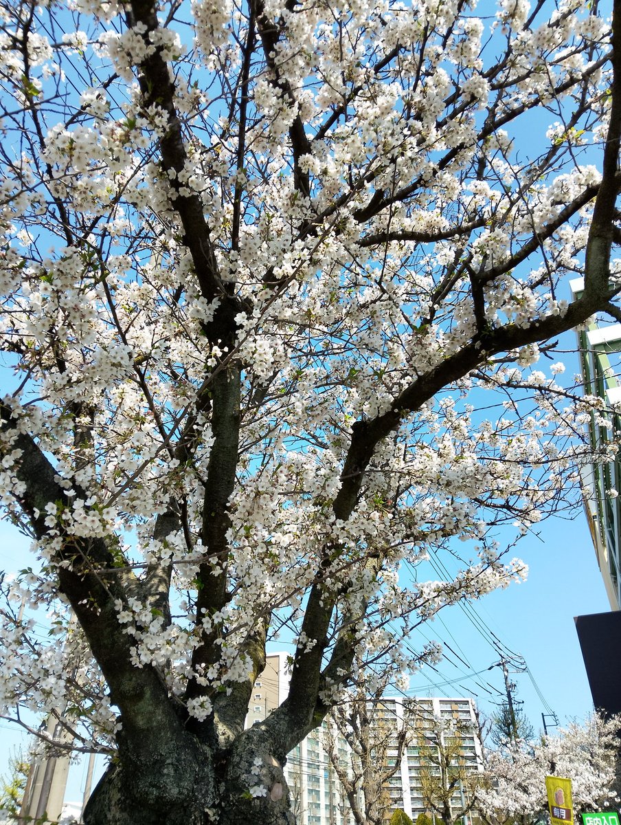 ネムノキ　🌹🌿🏵️🍀🌷🌱🌸 tweet media