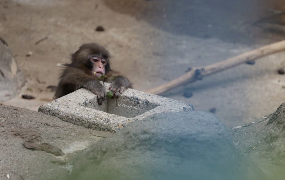 Out Of Context Animal tweet media