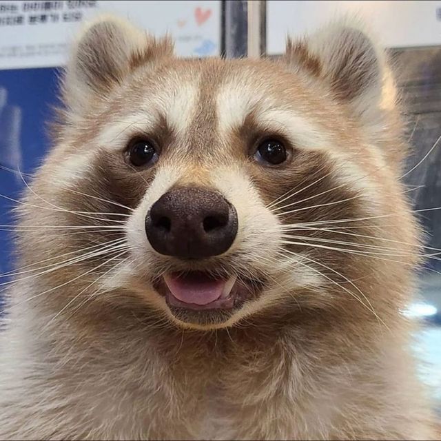 silly raccoons & pandas tweet media