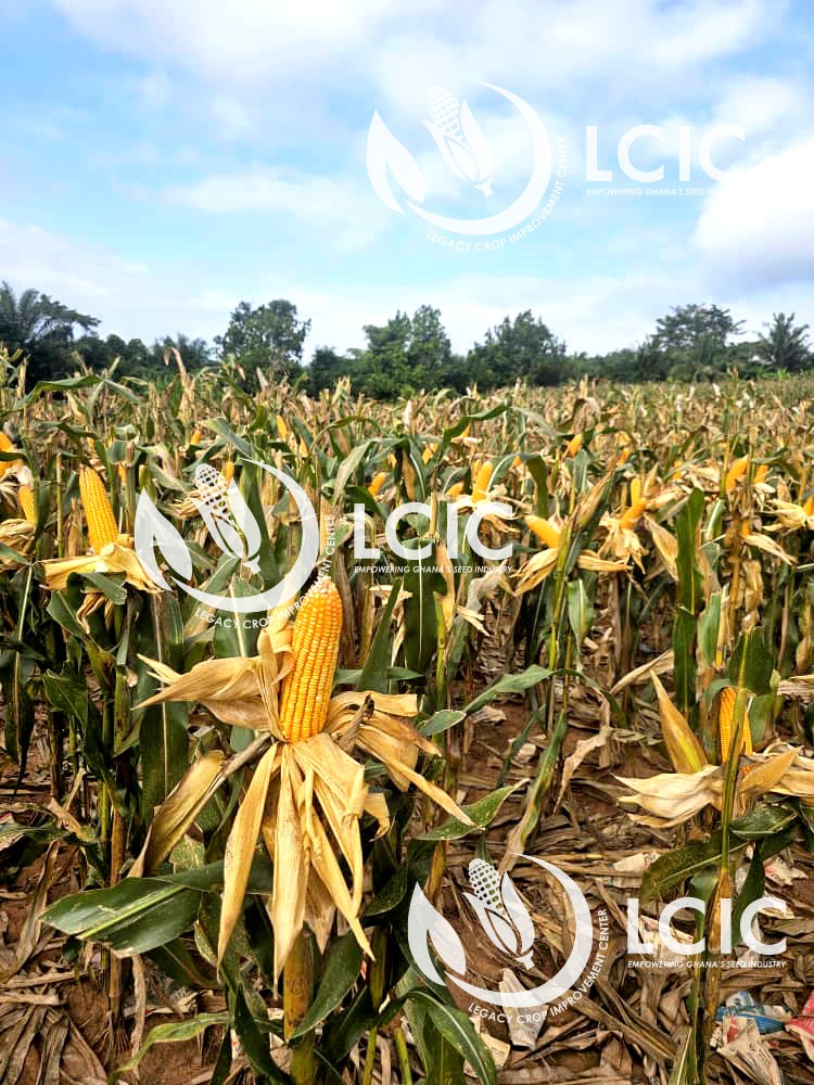 Amos Rutherford Azinu, PhD tweet media