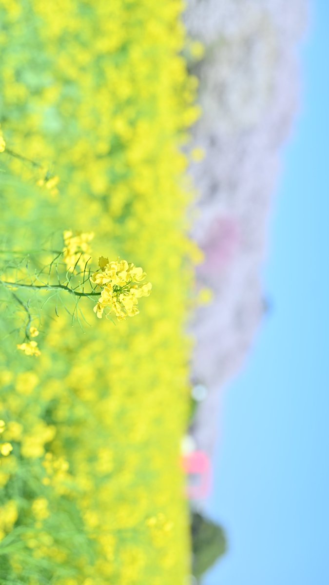 ( ; ᐛ)ほんだまん٩( ᐙ )و tweet media