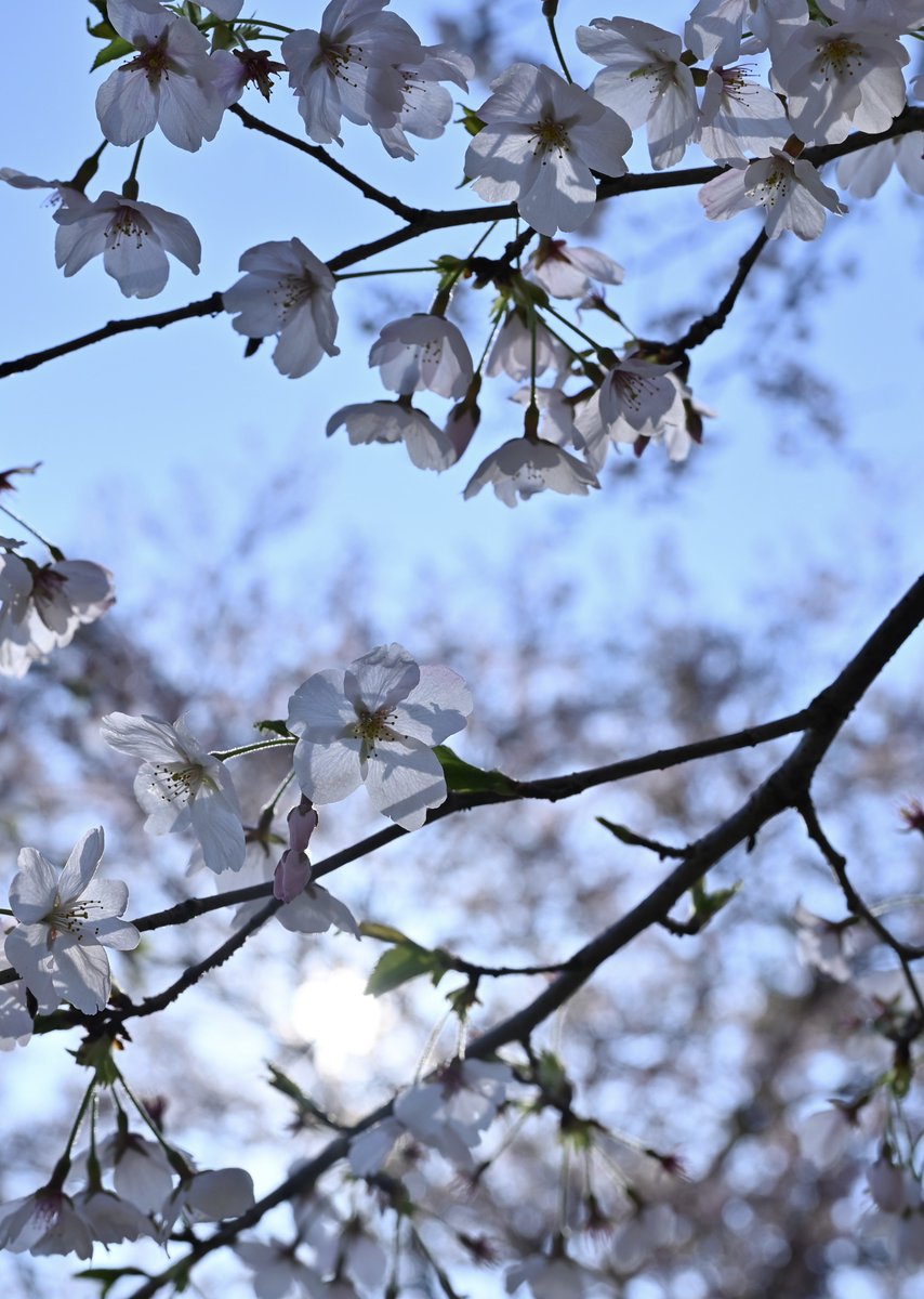 ( ; ᐛ)ほんだまん٩( ᐙ )و tweet media