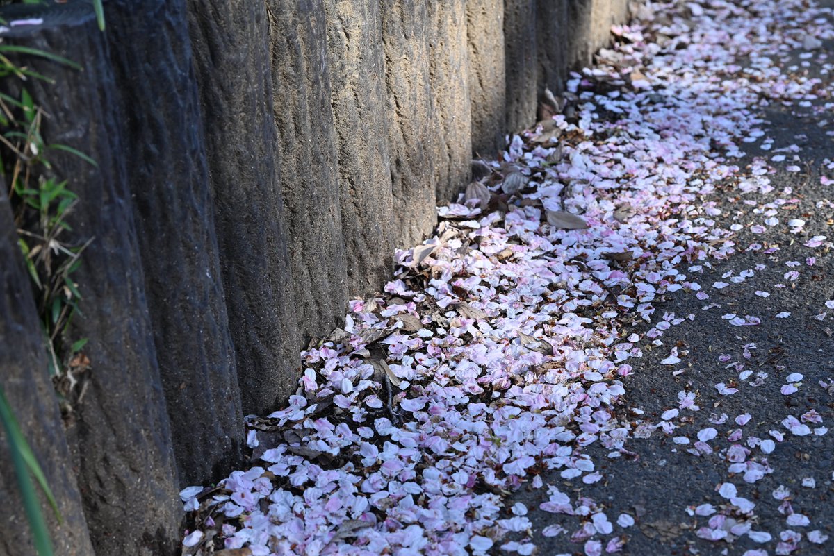 ( ; ᐛ)ほんだまん٩( ᐙ )و tweet media