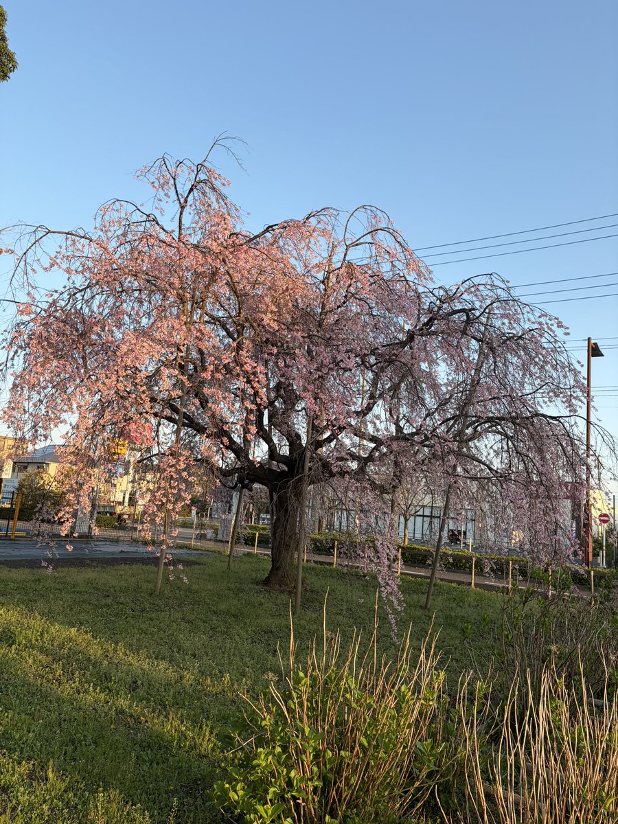 ケンタ tweet media