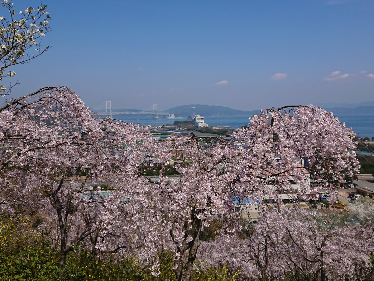 3702の花見山も満開
淡路島と大鳴門橋が見えます