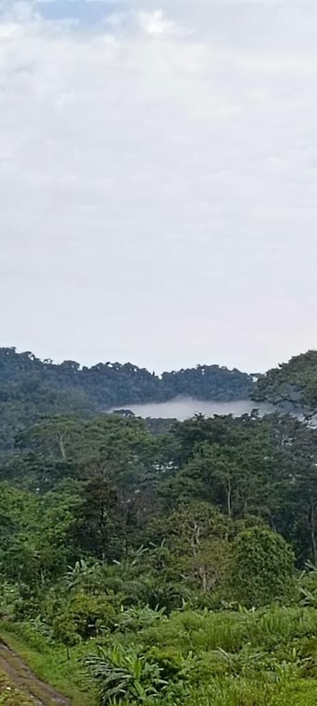 Tangwa Abilu.🌿🌏🌾🍀🍃.SDG's. tweet media