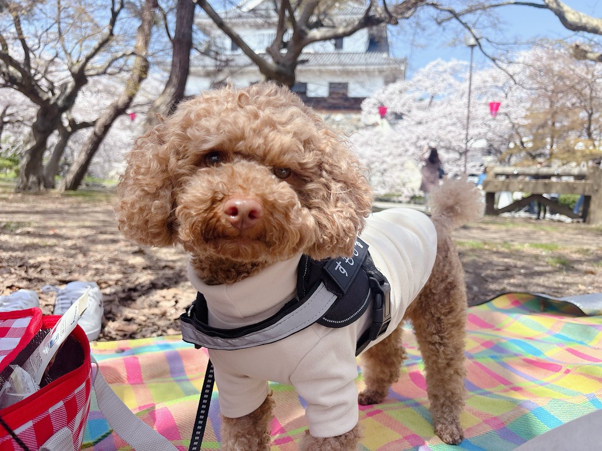 ゆゆゆ tweet media