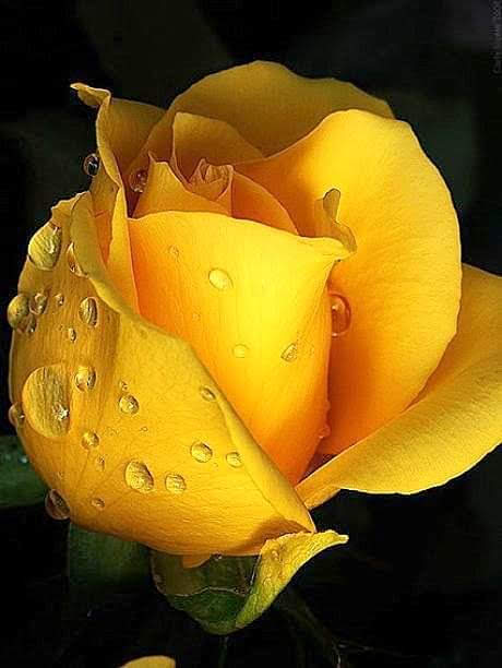 Ivan Nanik tweet media