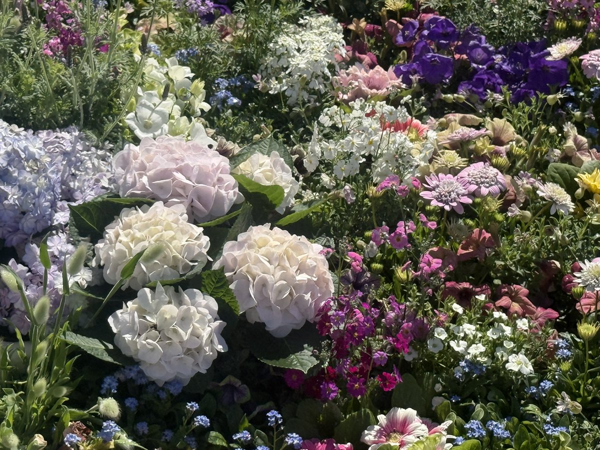 Setsuko🕊 tweet media