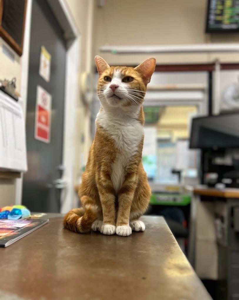 George The Stourbridge Junction Station Cat tweet media