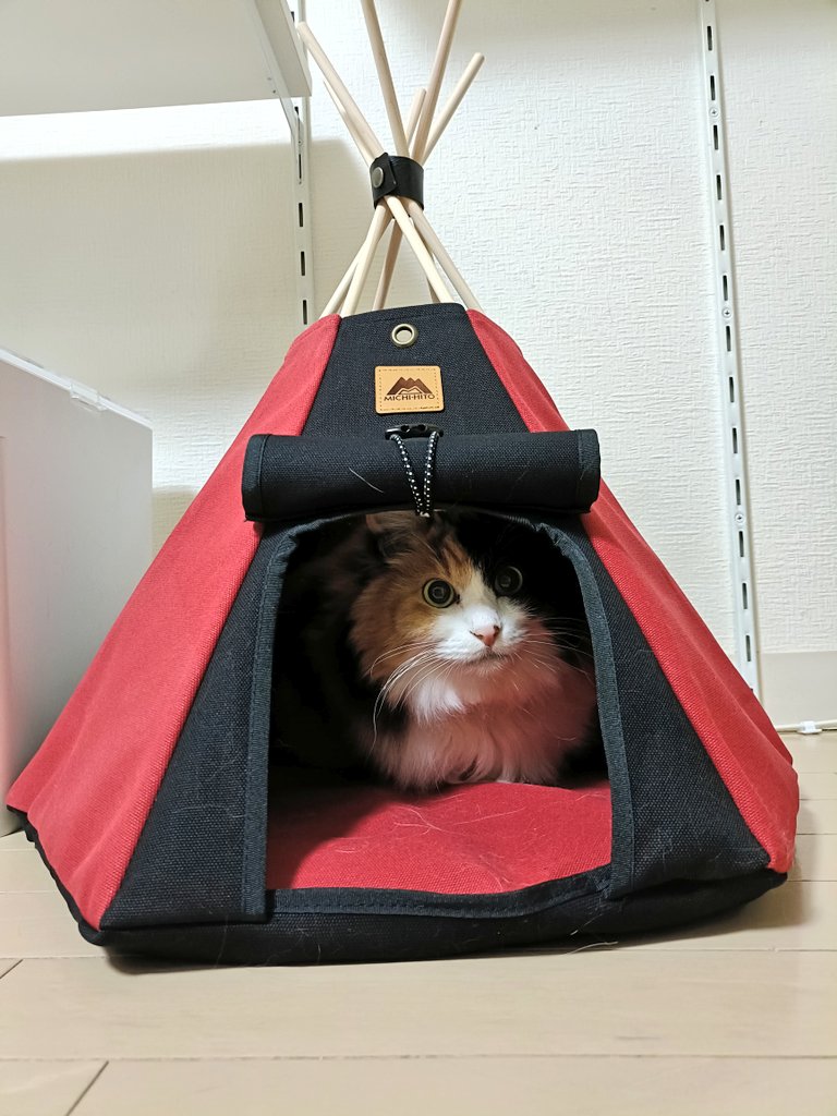 にゃんこおーれ tweet media