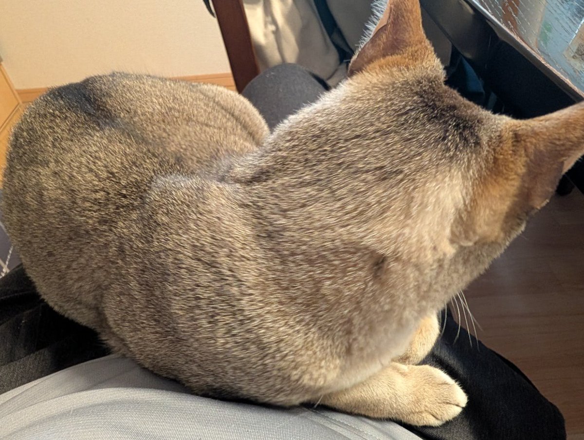 ティージ🎯📷️ tweet media