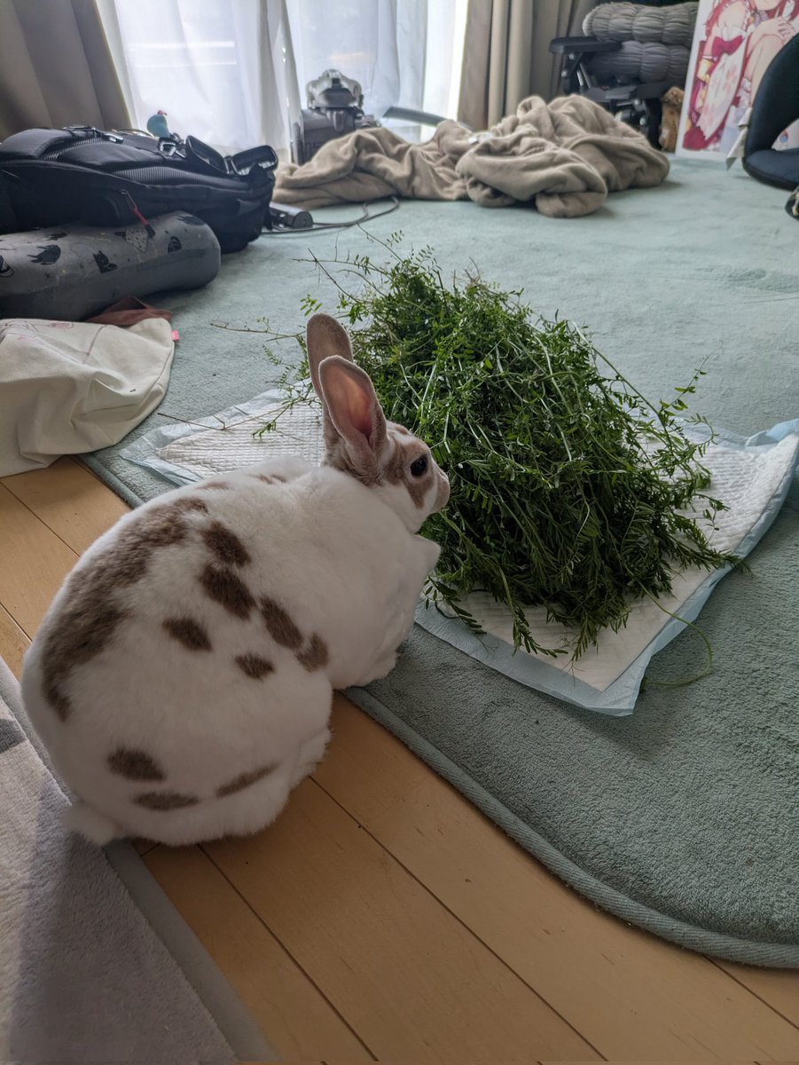 ばーら(バイク) tweet media