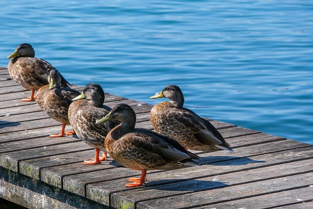 Justin Tripp tweet media