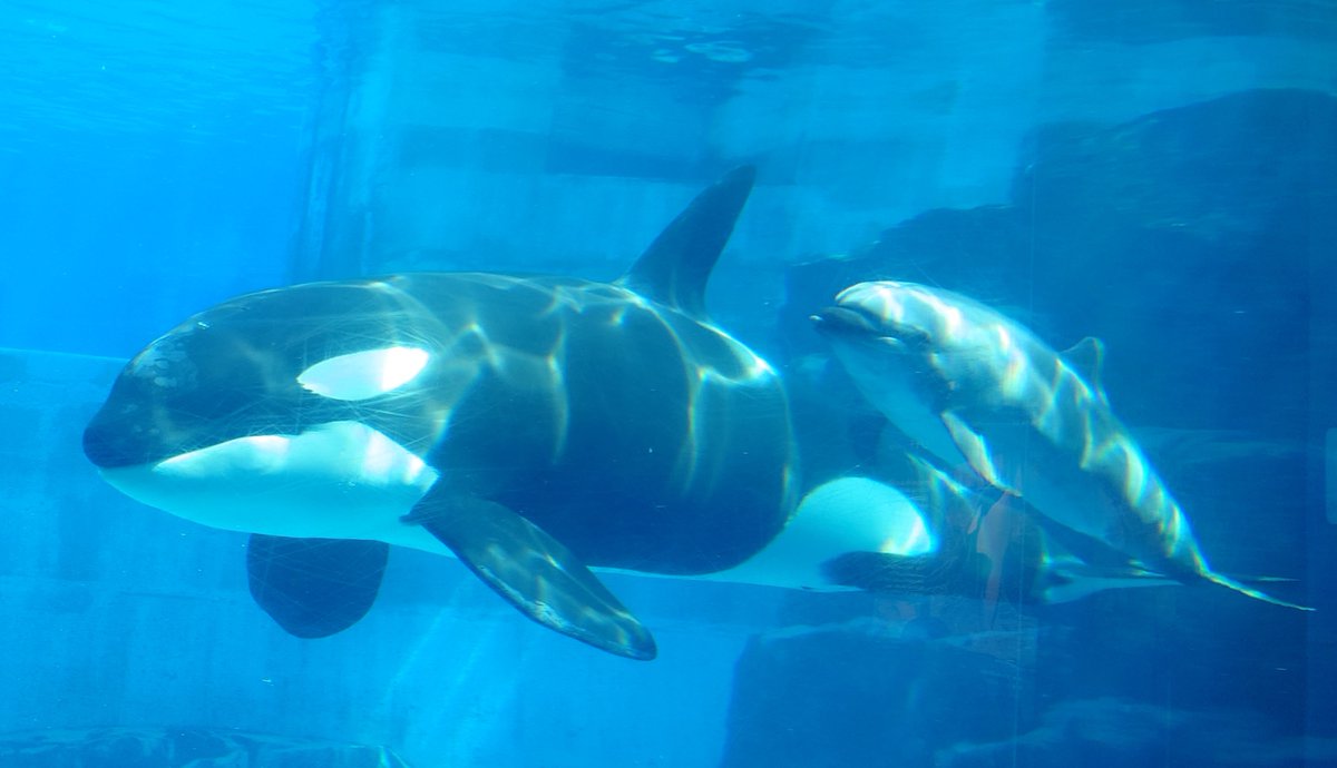 sae＠水族館垢🐬 tweet media