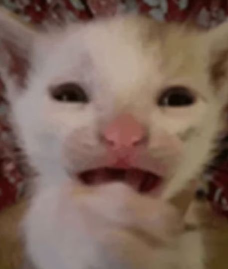 damiansito tweet media