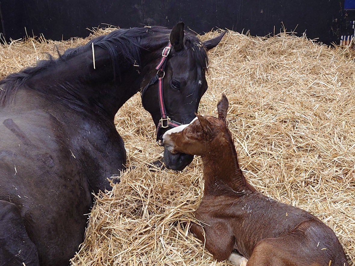 フィールドレーシング tweet media