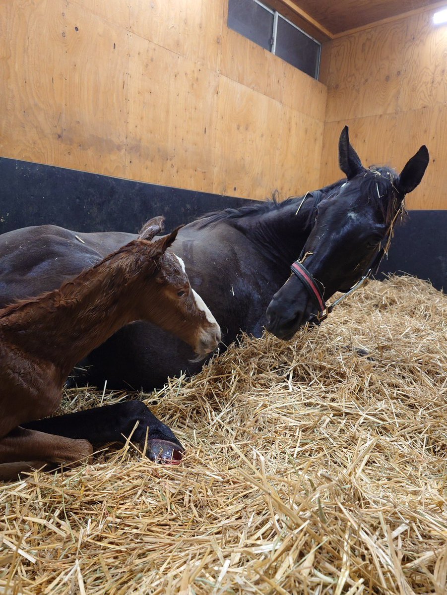 フィールドレーシング tweet media