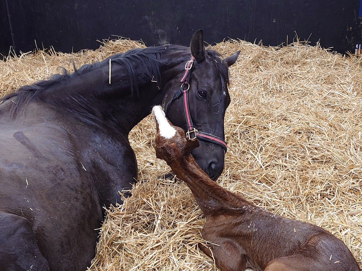 フィールドレーシング tweet media