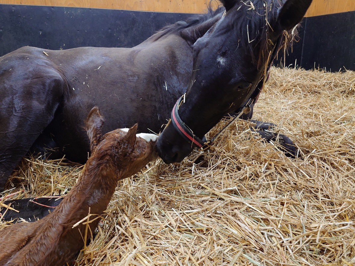 フィールドレーシング tweet media